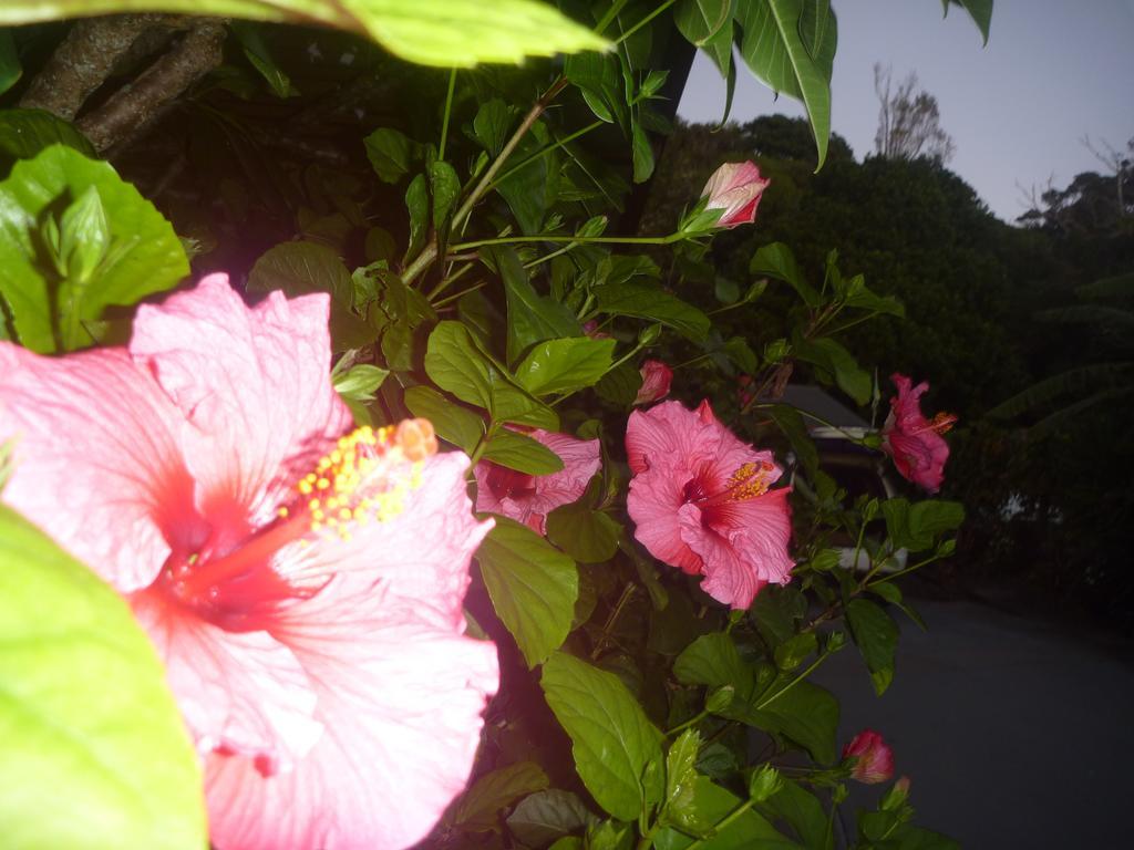 Pohutukawa Coast Bnb Te Puru Экстерьер фото