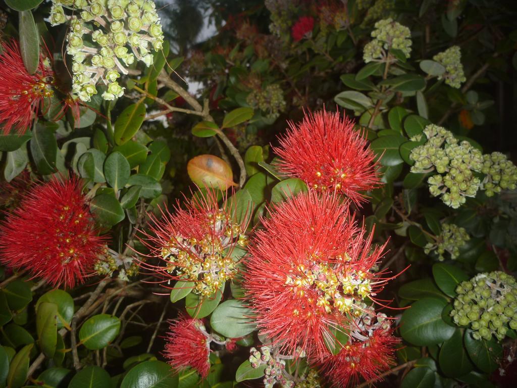 Pohutukawa Coast Bnb Te Puru Экстерьер фото